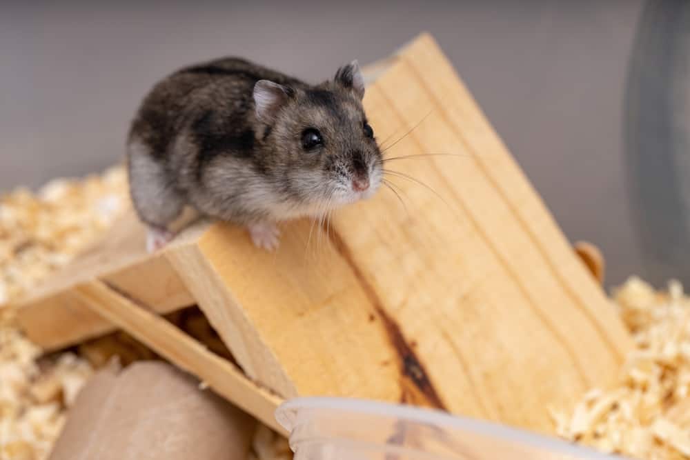 Types of Pet Hamsters | 5 Most Popular Hamster Breeds