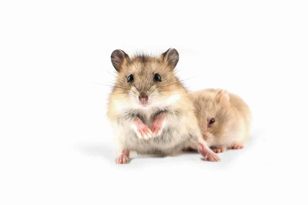 Types of Pet Hamsters | 5 Most Popular Hamster Breeds