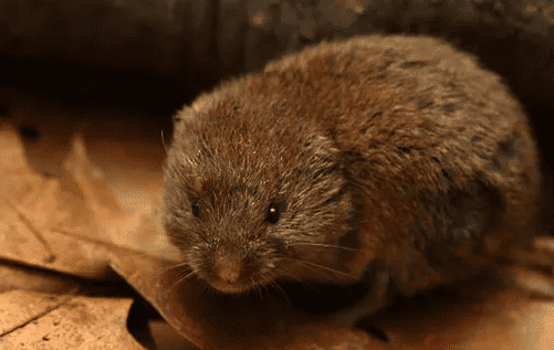 https://thedoorstep.org/wp-content/uploads/2021/03/Vole.png