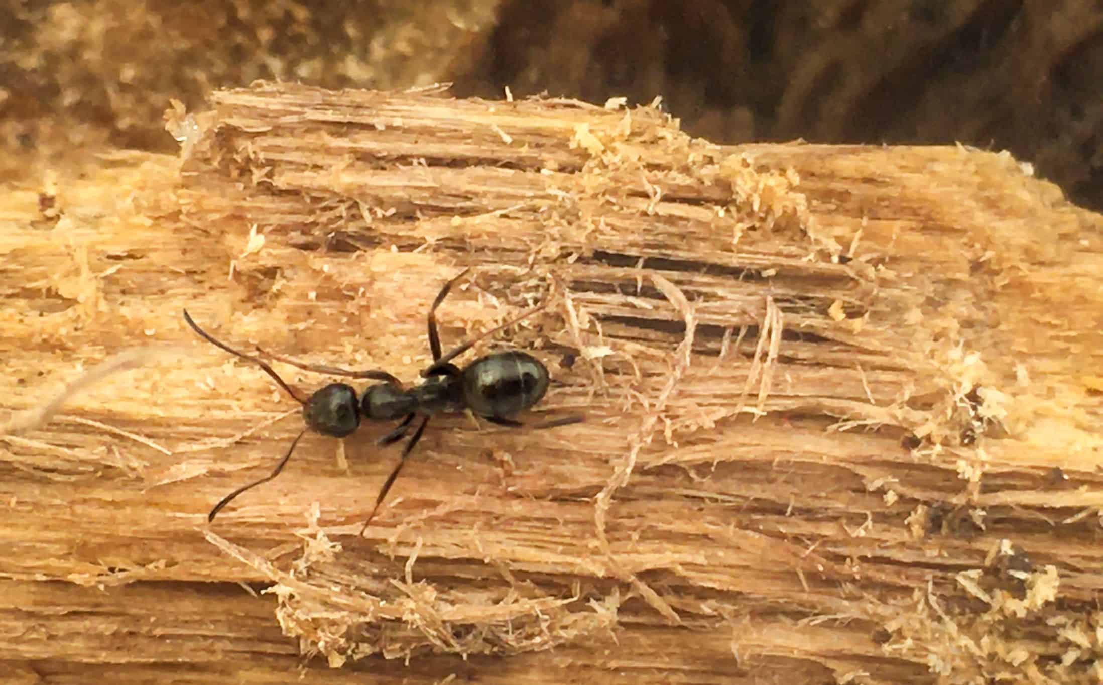 carpenter ants behind kitchen cabinet in wall