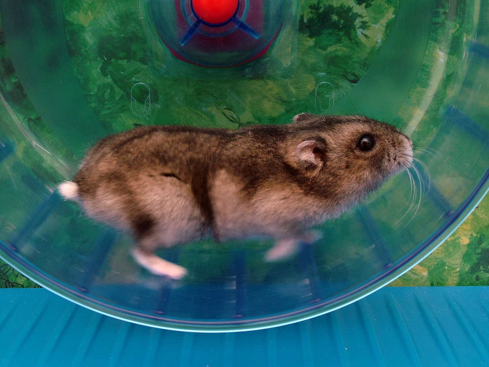 Types of Pet Hamsters | 5 Most Popular Hamster Breeds