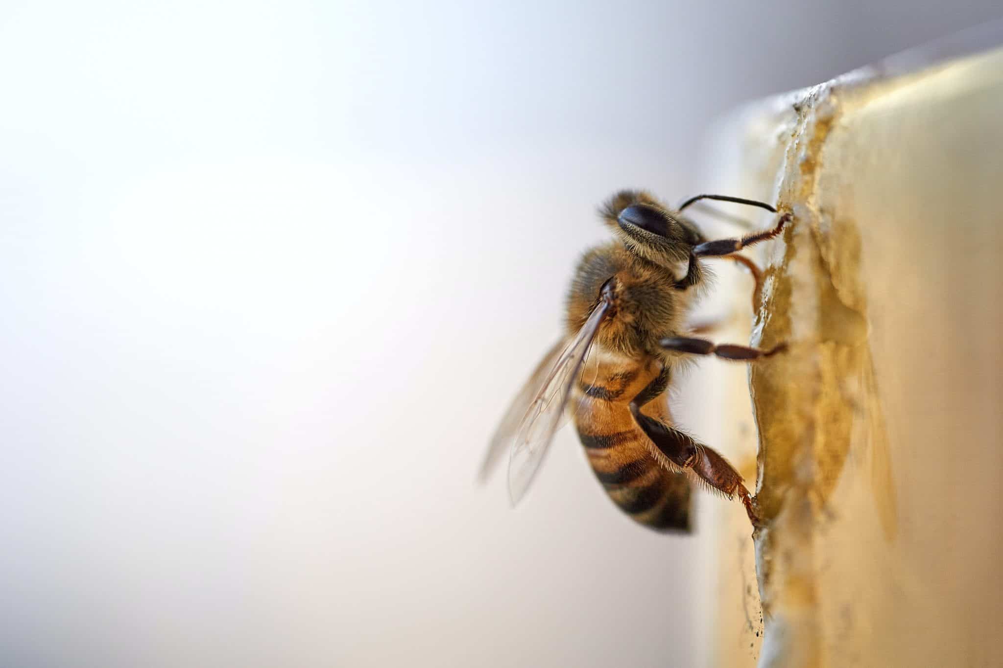 Types Of Stinging Insects Are Stinging Insects Dangerous Learn More 