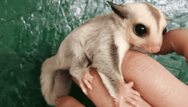 Types of Sugar Gliders | Different Breeds & Colors - The Doorstep