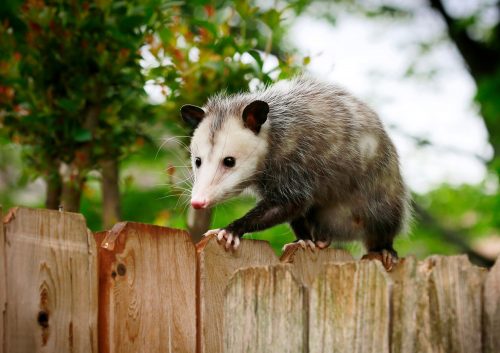 How To Get Rid of Opossums | Keeping Opossums Out of Your Yard