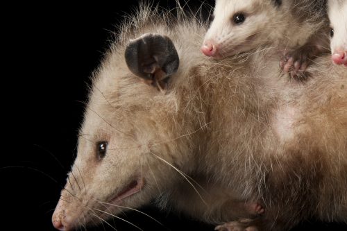 How To Get Rid of Opossums | Keeping Opossums Out of Your Yard