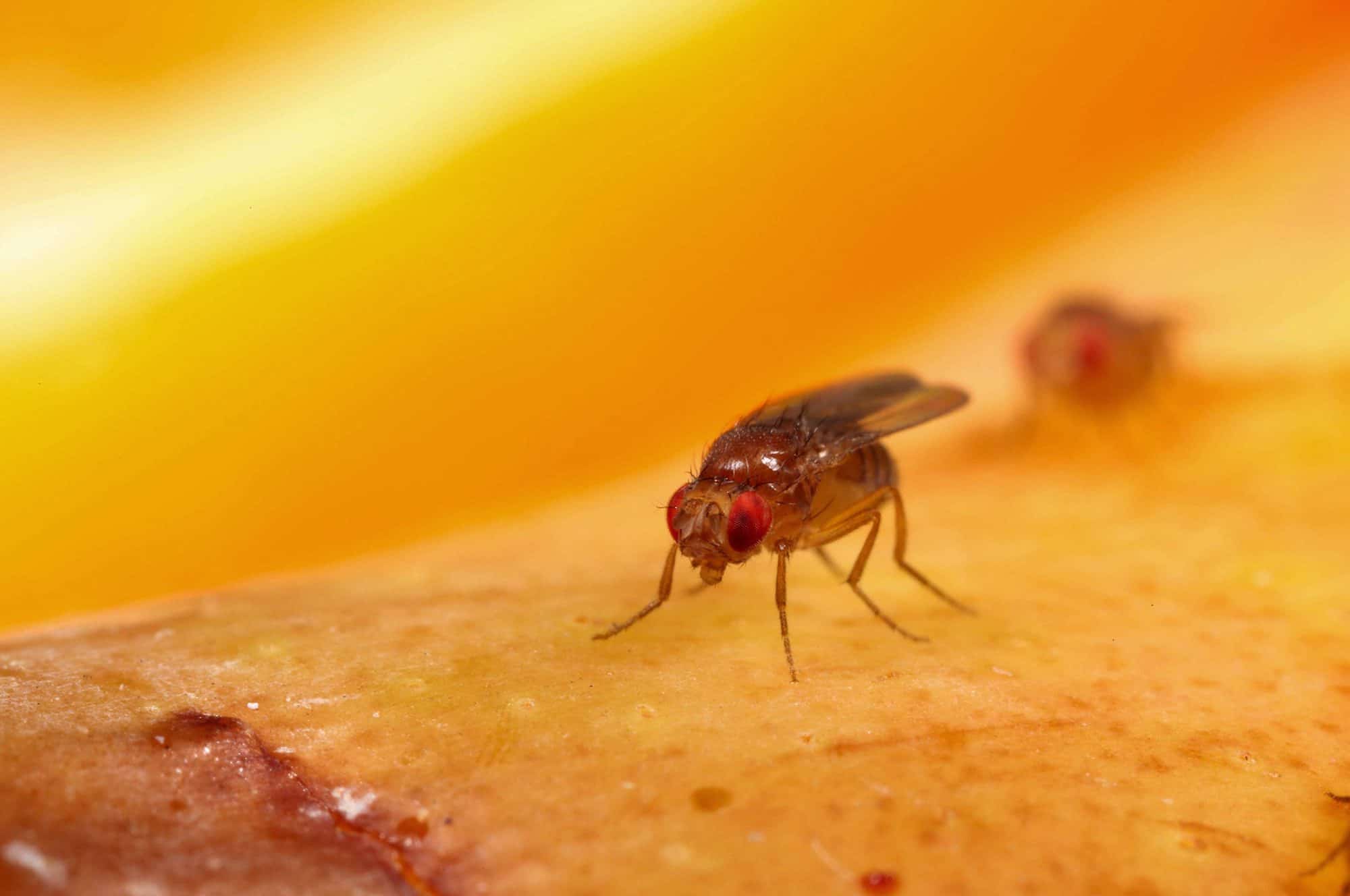 how-to-get-rid-of-fruit-flies-getting-rid-of-fruit-flies-the-doorstep