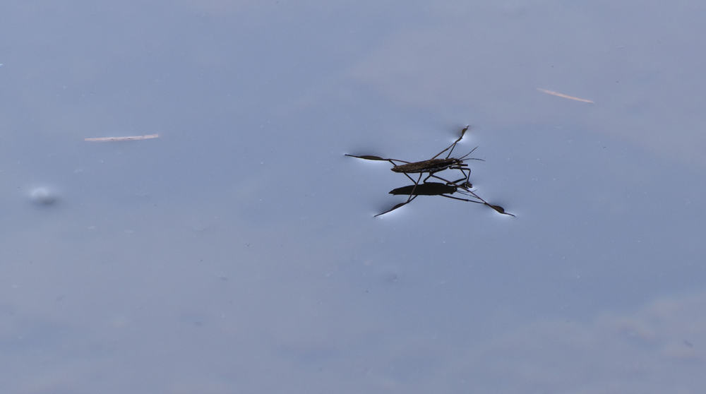 Where do Water Bugs Come From? Get Rid of Water Bugs