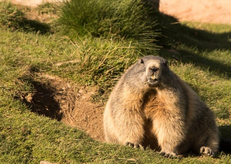 How to Get Rid of Groundhogs