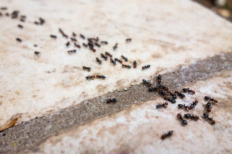 Sugar Ant Infestation 768x512 
