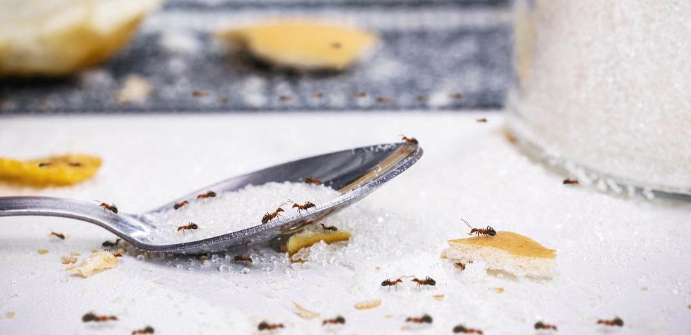 How to Get Rid of Sugar Ants [7 Easy Steps] - The Doorstep