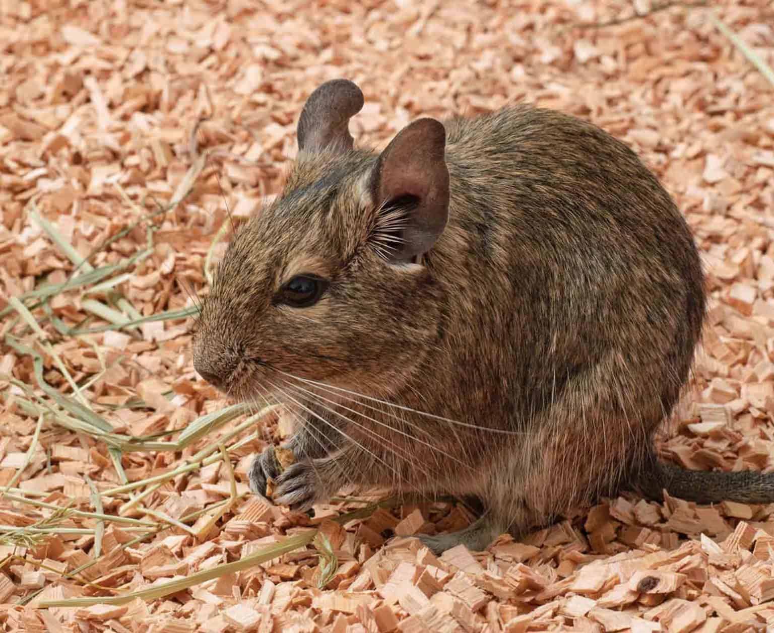 Keeping Degus as Pets [Everything You Need to Know]